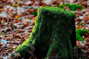 Jak poruszać się po terenie na naturalnych znakach?